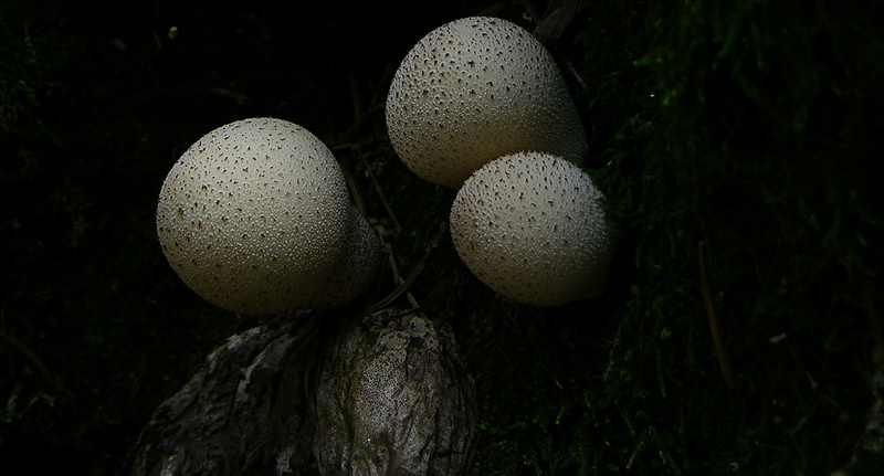 Gastromycetidae.